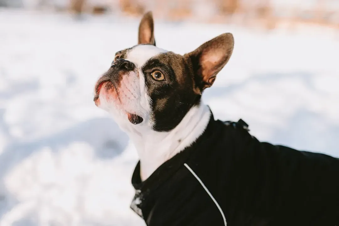 10. Boston Terrier – Short Coat and Limited Insulation (Image Credits: Unsplash)