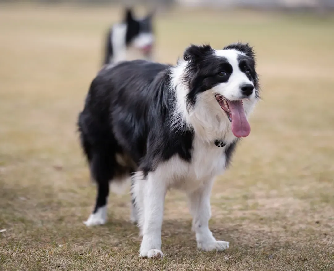 3. Border Collie – The Micromanaging Genius You Never Hired (Image Credits: Unsplash)
