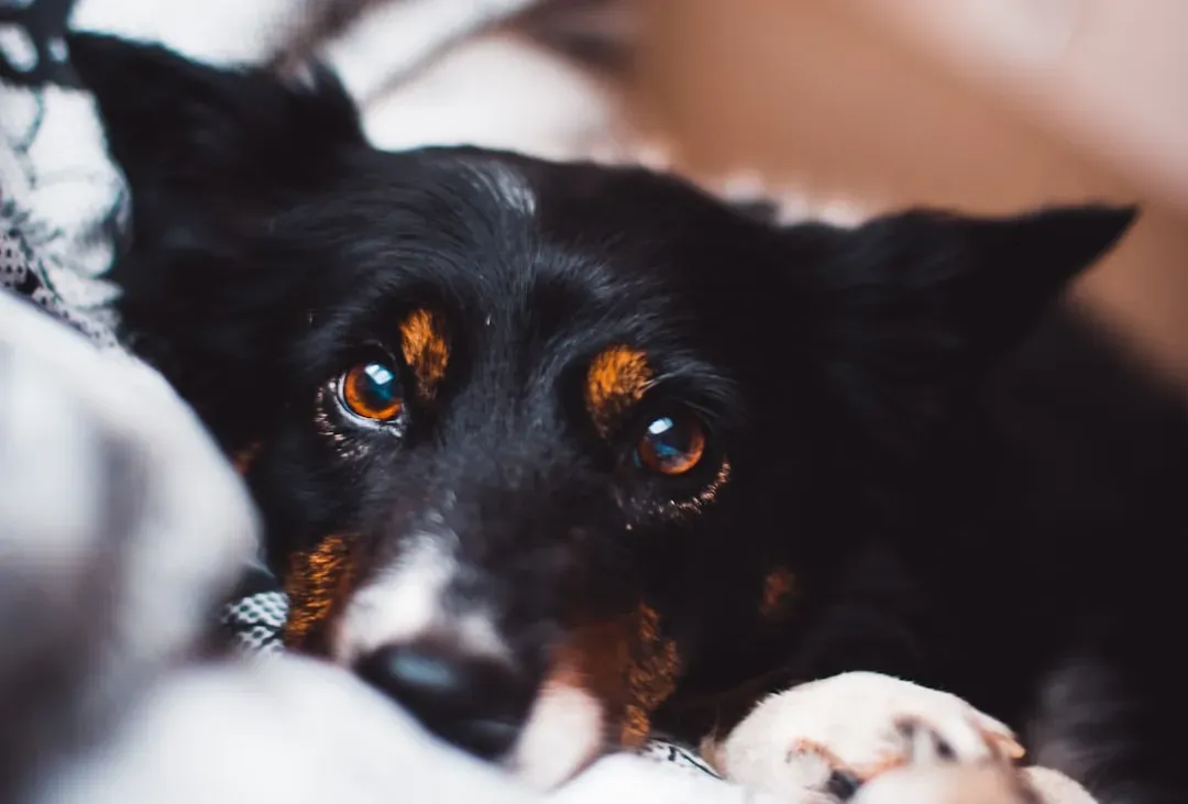 They Maintain A Soft, Relaxed Gaze (Image Credits: Unsplash)