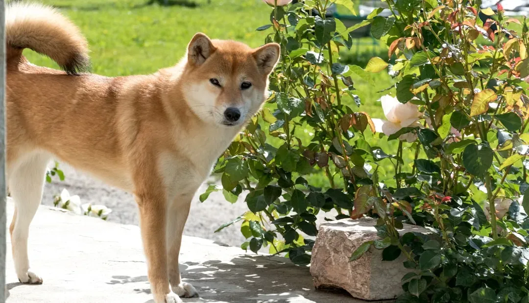 The Shiba Inu: Master of the Silent Stare (Image Credits: Unsplash)