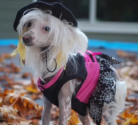 Chinese Crested (Petful.com, Flickr, CC BY 2.0)