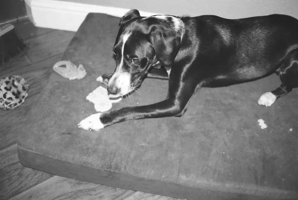 10. Destroying Things When Left Alone (Image Credits: Flickr)