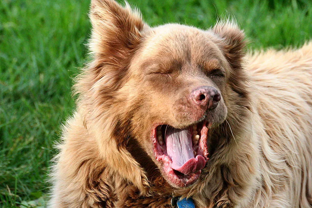 Not All Yawns Are Created Equal (Slideshow Bruce, Flickr, CC BY 2.0)