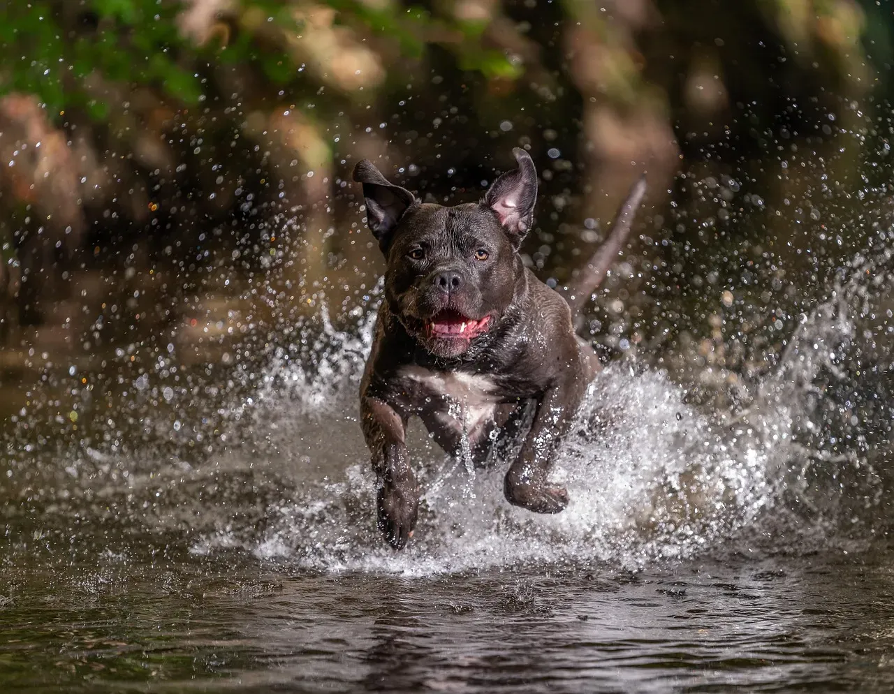 #2: The Goofy Zoomies Followed by Instant Nap Mode (Image Credits: Pixabay)