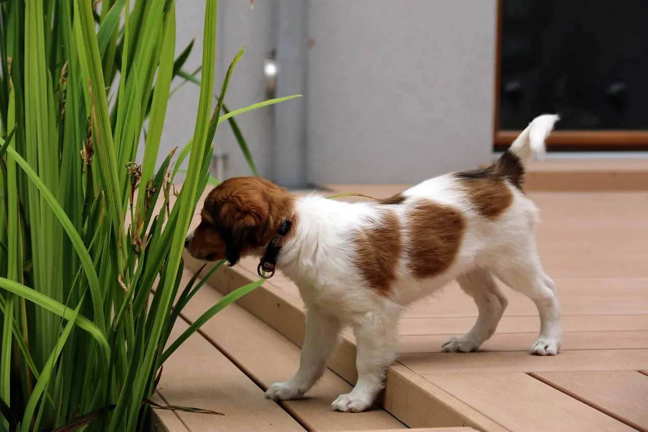 Kooikerhondje (Image Credits: Pixabay)