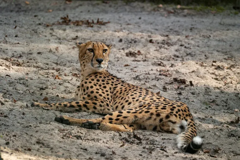#1. Aries (March 21 – April 19): The Cheetah (Image Credits: Pexels)
