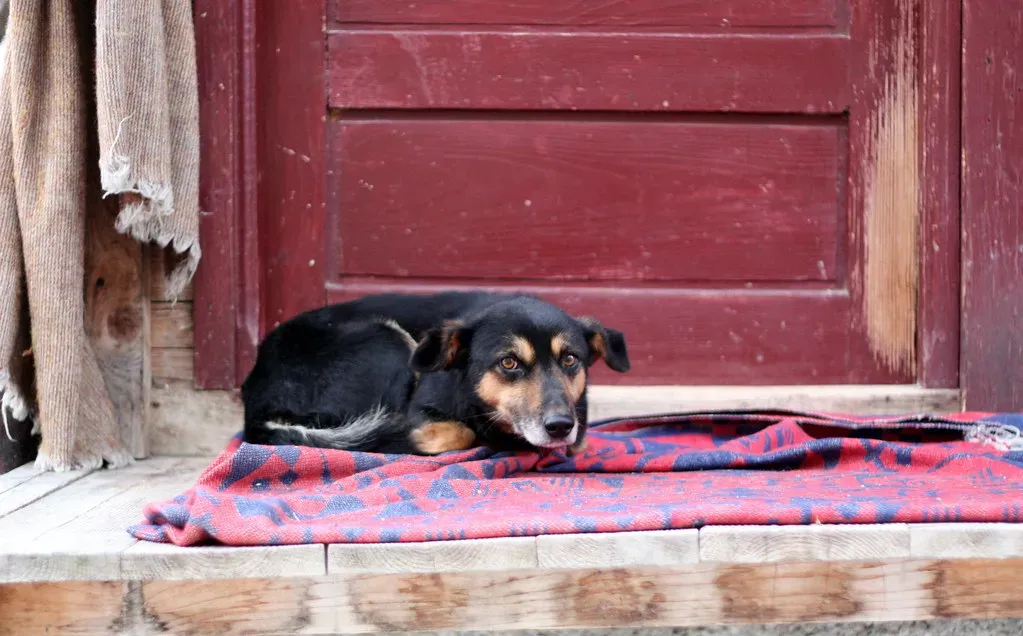 Why Awareness Matters During Sleep (Alex Ciminian, Flickr, CC BY 2.0)
