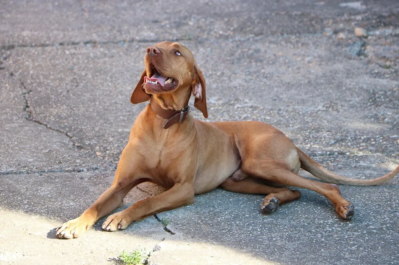 10. Vizsla: Sensitive Soul in an Energizer Body (Image Credits: Pixabay)