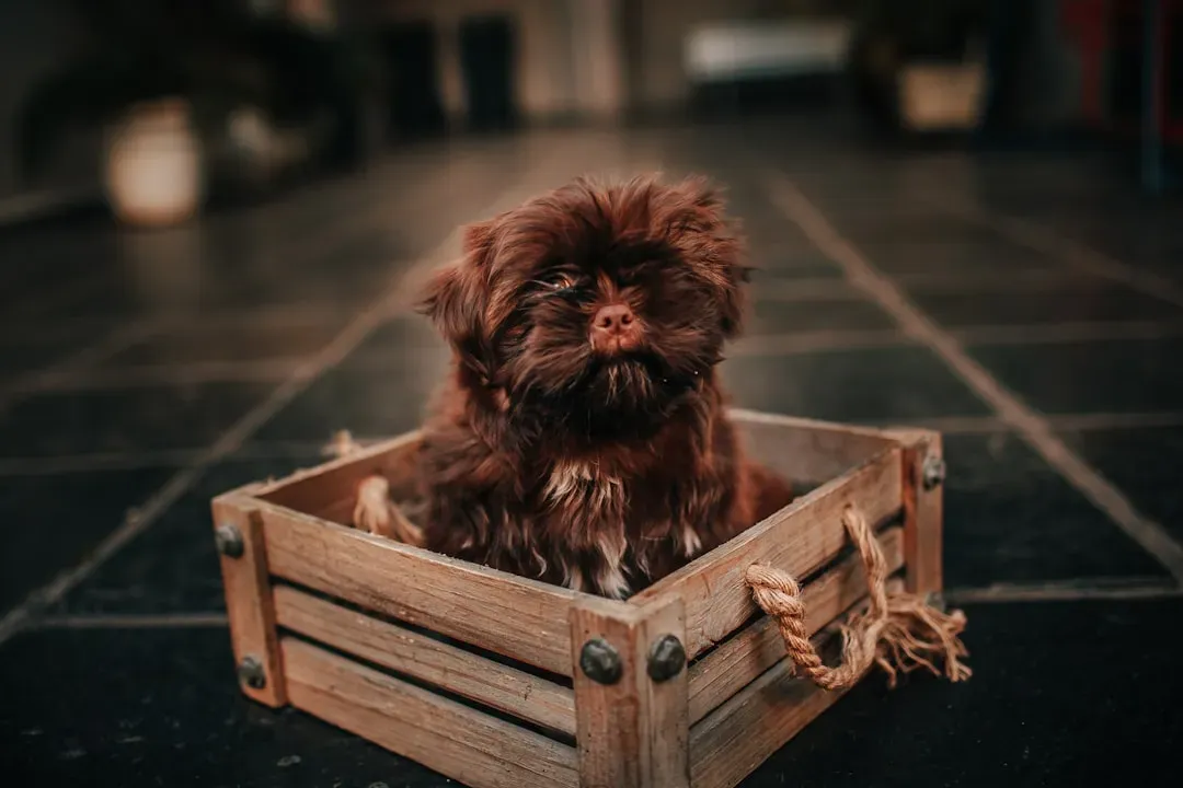 Your Crate Might Be Making Things Worse, Not Better (Image Credits: Unsplash)