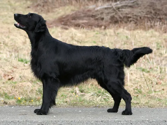 #19 - Flat-Coated Retriever: The Joyful Overachiever (By Gunnandreassen, CC BY-SA 3.0)