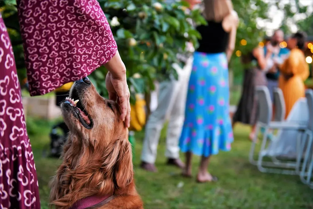 1. The Way You Greet Them When You Come Home (Image Credits: Unsplash)