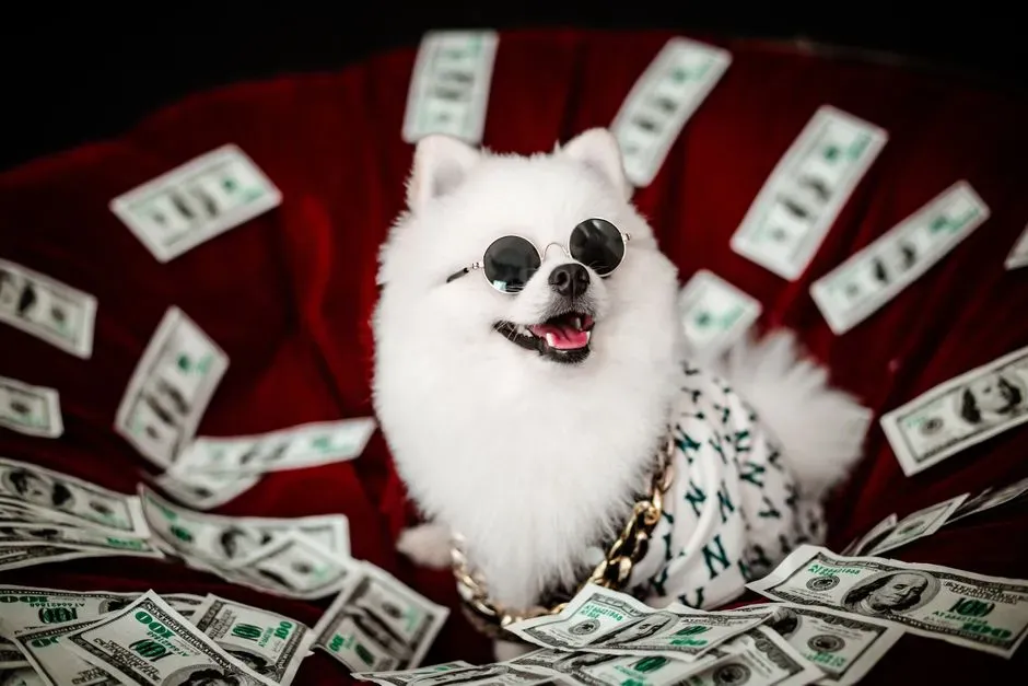 Conclusion: Love Your Dog Fiercely, But Budget Just as Fiercely (Image Credits: Pexels)