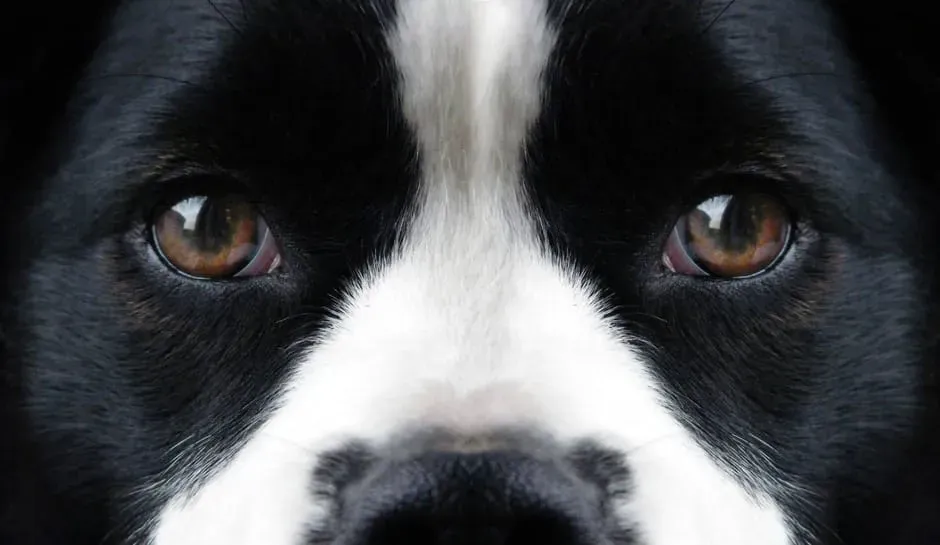 #2: Staring Them Down (Image Credits: Pexels)
