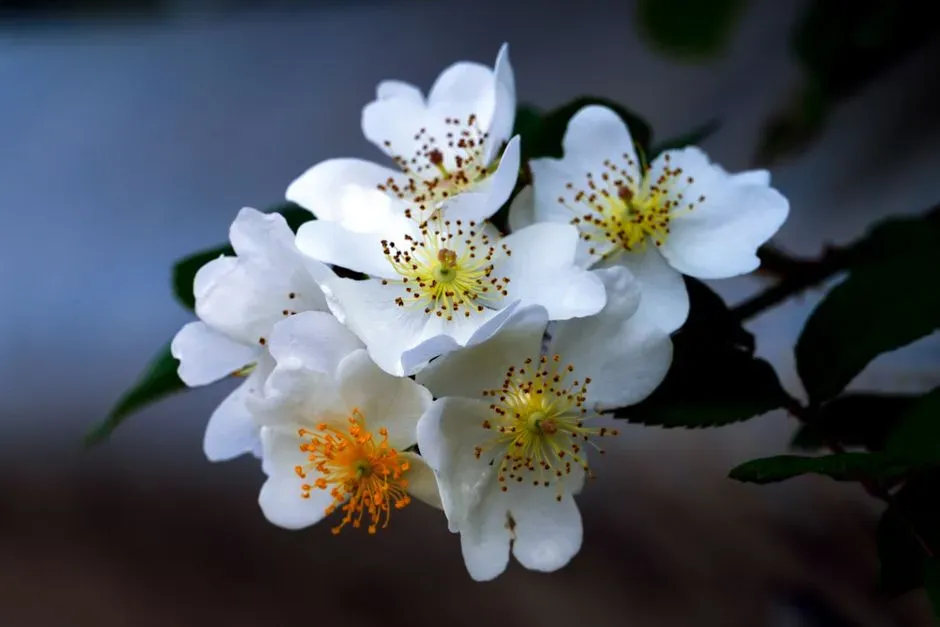 15. Roses: Safer Than Most, But Still Not Risk-Free (Image Credits: Pexels)