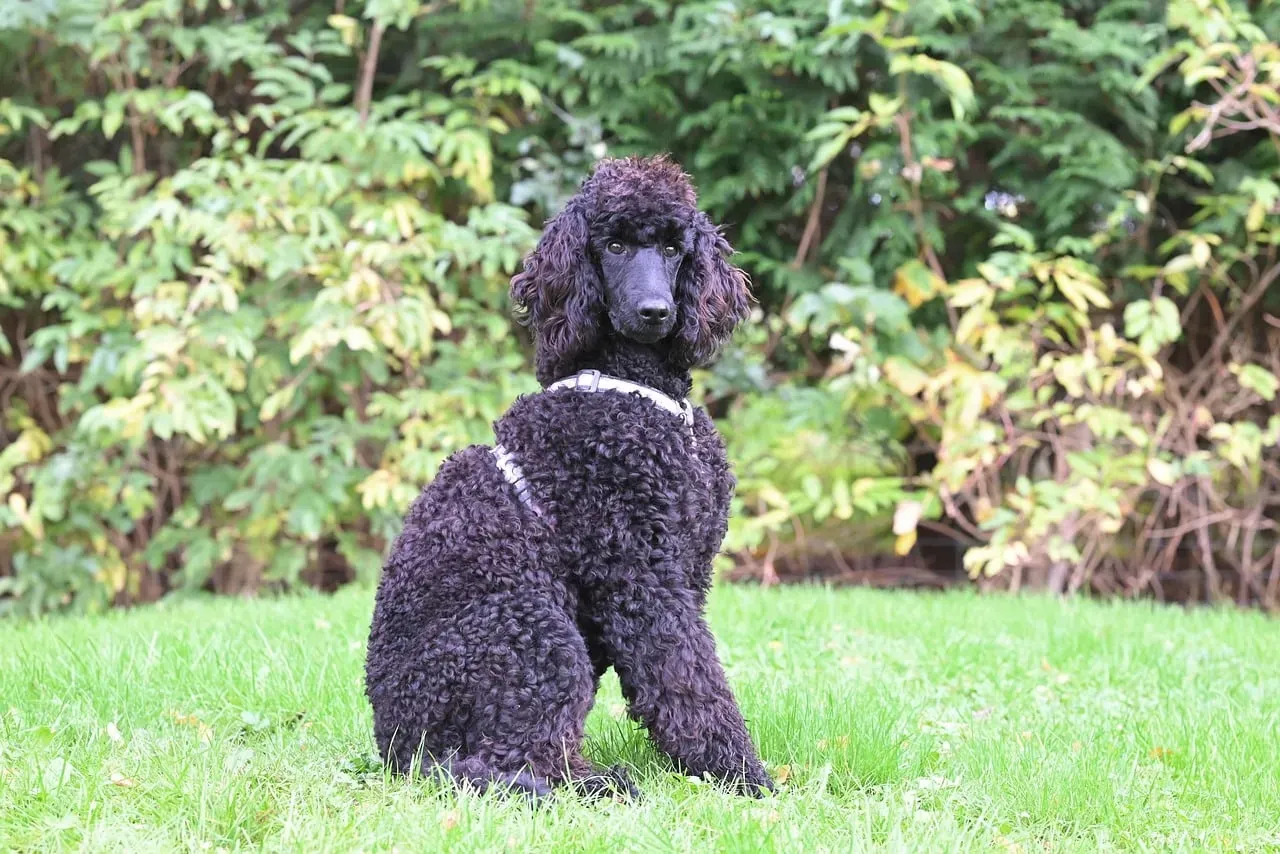 #6 - Poodle (Image Credits: Pixabay)