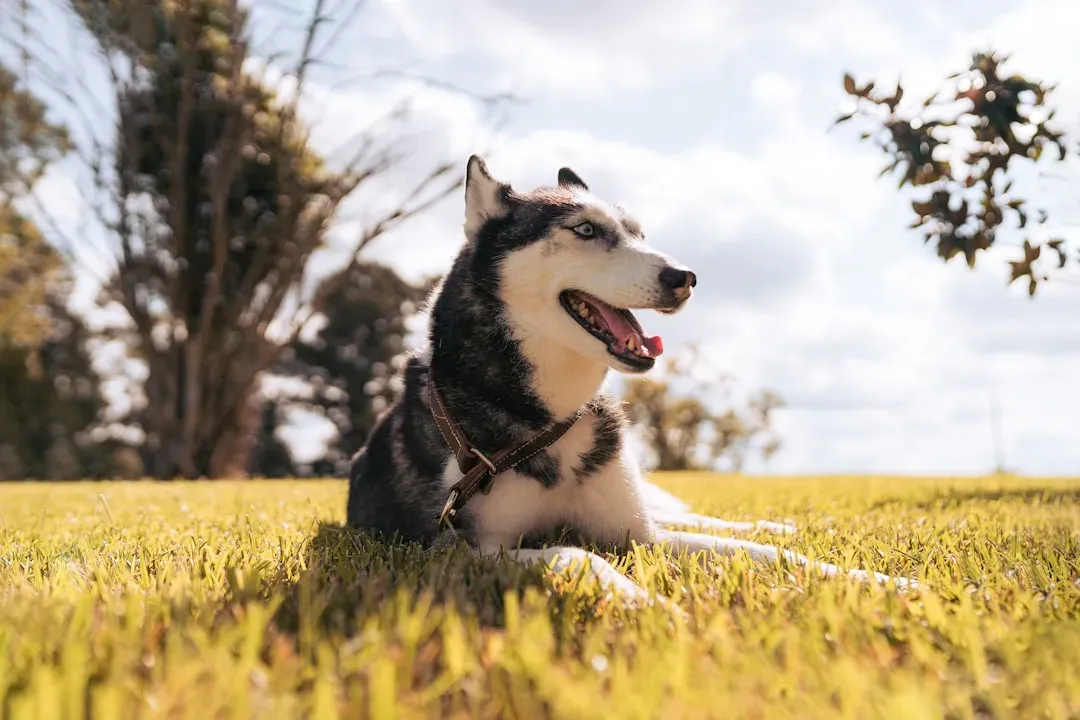 Sagittarius and the Siberian Husky (Image Credits: Unsplash)