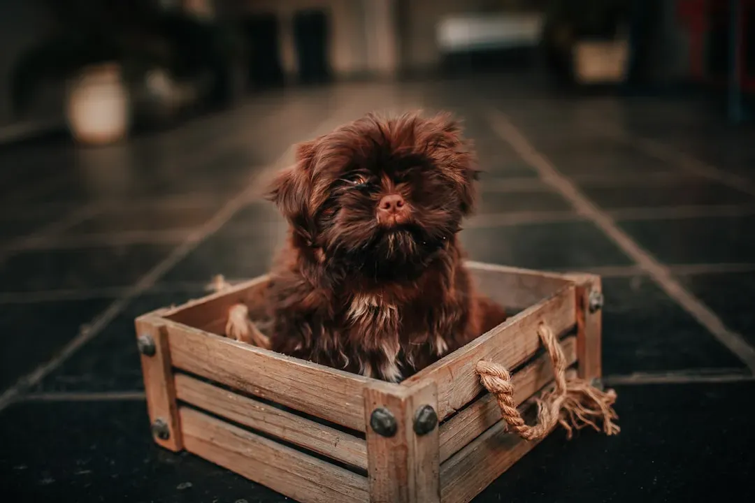 Myth: Crate Training Is Only for Puppies (Image Credits: Unsplash)