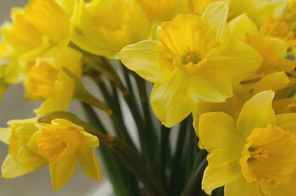 6. Daffodil: A Spring Classic That's Secretly Sinister (Image Credits: Flickr)