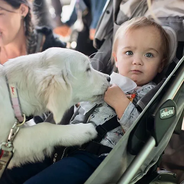 They Demonstrate Theory of Mind Through Deception (Image Credits: Flickr)