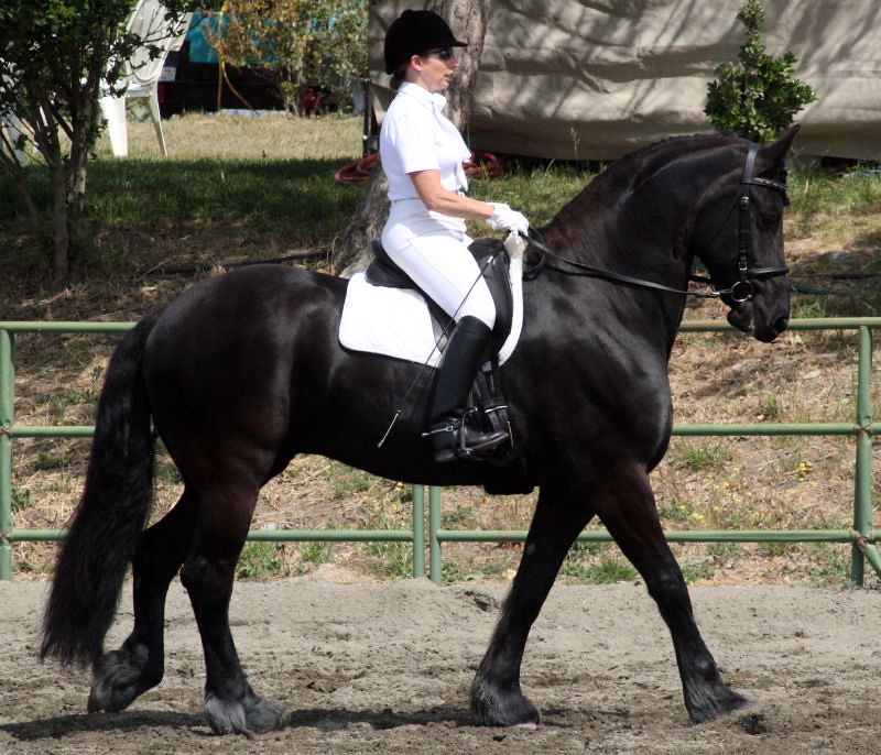 Intense Scorpio Connects with Powerful Friesians (Image Credits: Flickr)