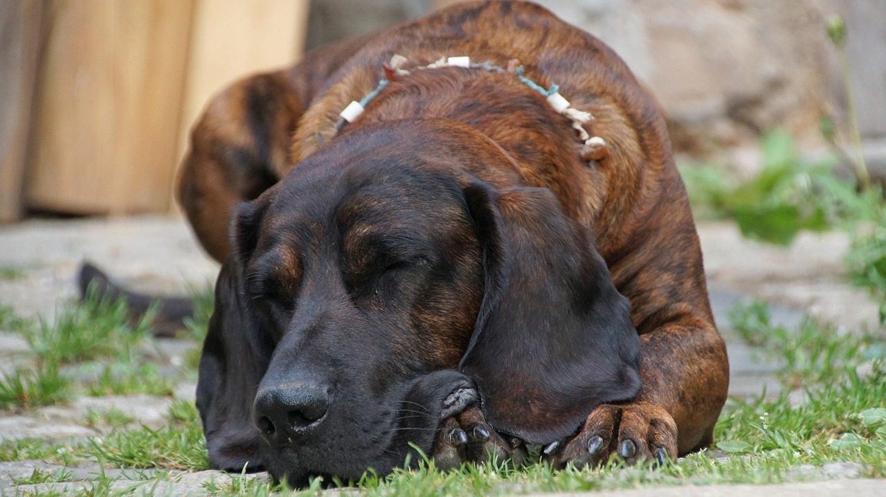 18. Bloodhound: The Scent-Obsessed Detective (Image Credits: Pixabay)