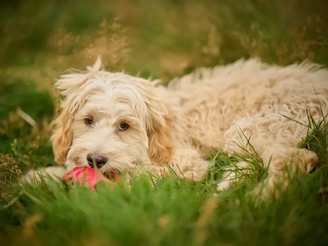 They Get Into Mischief in Suspiciously Clever Ways (Image Credits: Unsplash)