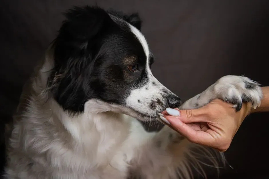 Refusal to Take Treats or Commands (Image Credits: Pexels)