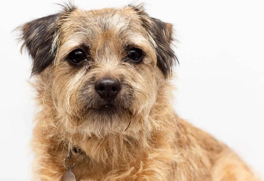 Essential Oils and Aromatherapy Diffusers (Image Credits: Flickr)