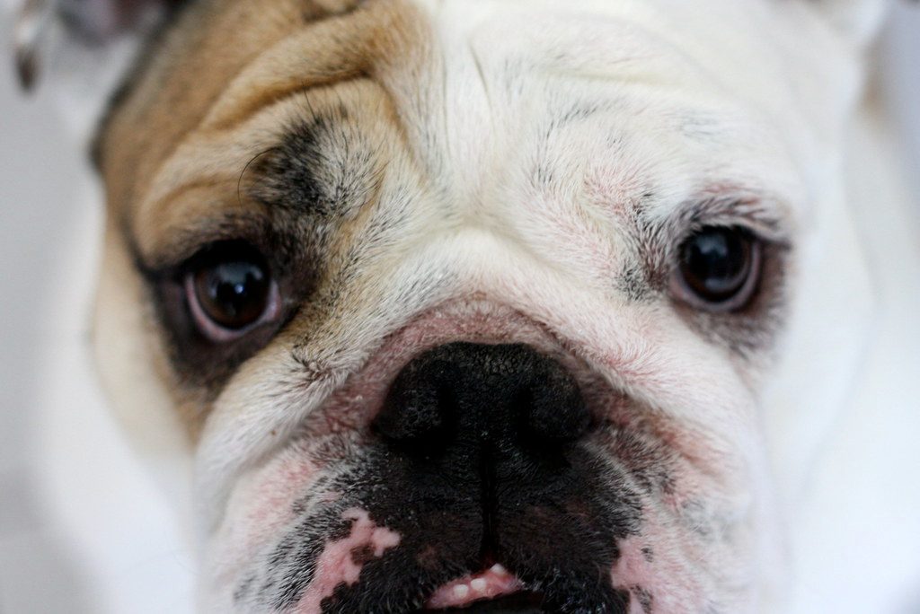 Eye Contact: The Window to Their Soul (Image Credits: Flickr)