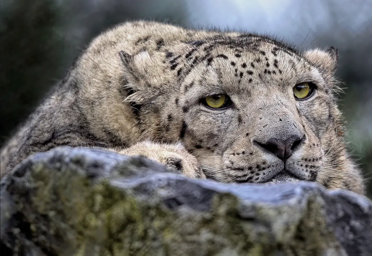 #5. They Are Truly Solitary, and Remarkably So (Image Credits: Pixabay)