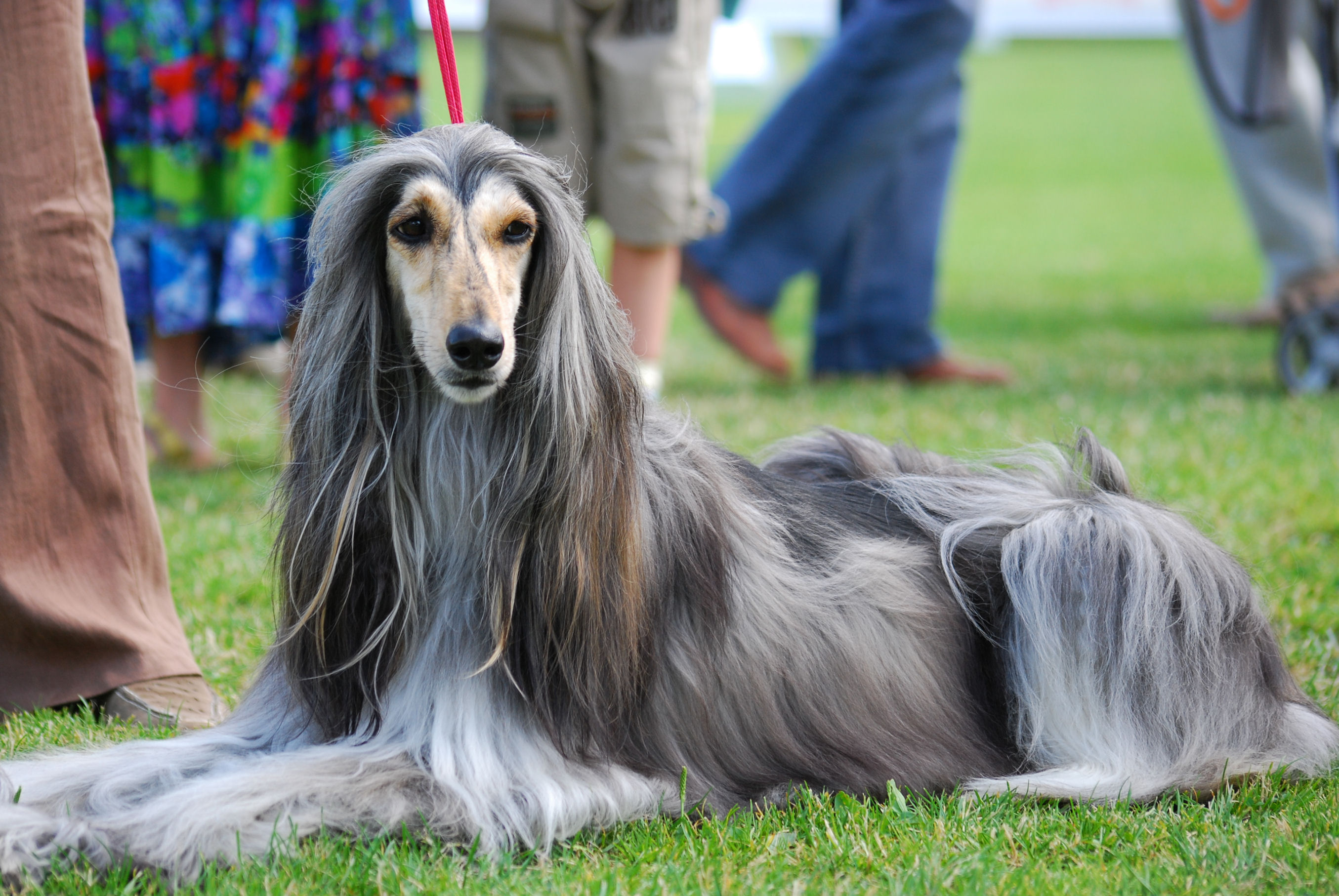 Afghan Hound (Image Credits: Wikimedia)