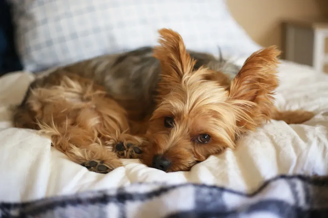 Yorkshire Terrier: The Little Firecracker Who Becomes a Velcro Senior (Image Credits: Unsplash)