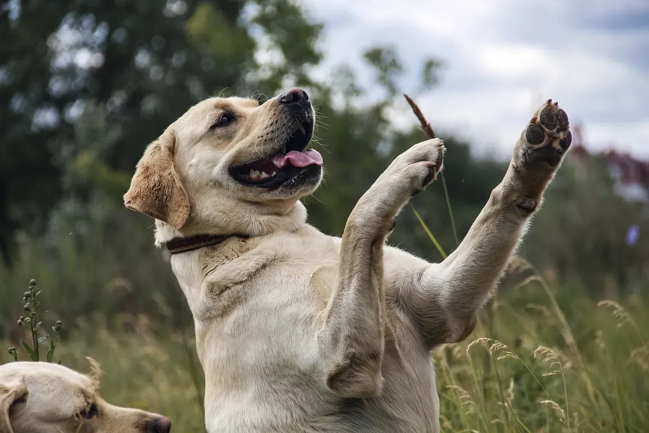 Labrador Retriever: The Social Golden Heart (Image Credits: Pixabay)