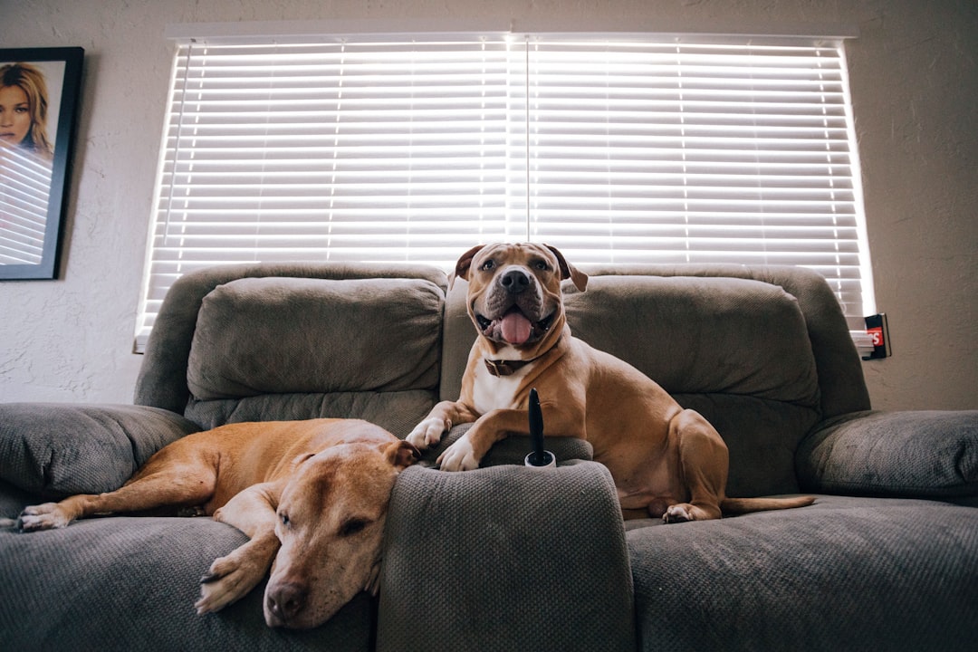 Understanding Therapeutic Dogs and Their Different Roles (Image Credits: Unsplash)