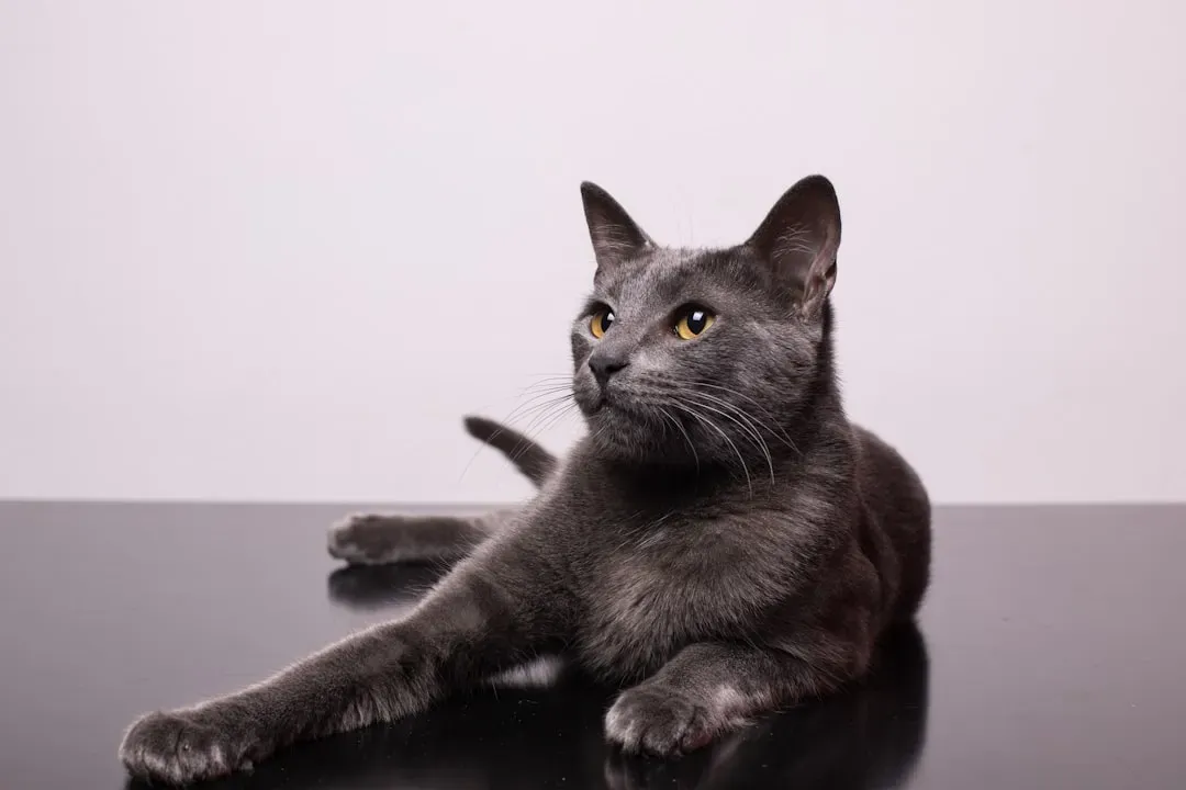 1. Domestic Shorthair: The Budget-Friendly All‑Rounder (Image Credits: Unsplash)