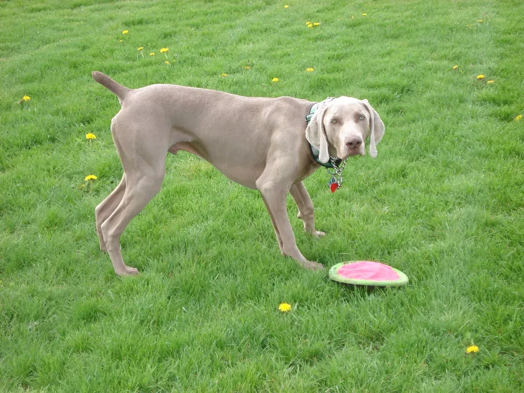 8. Weimaraner: The Elegant Hunter With Zero Chill (Image Credits: Flickr)