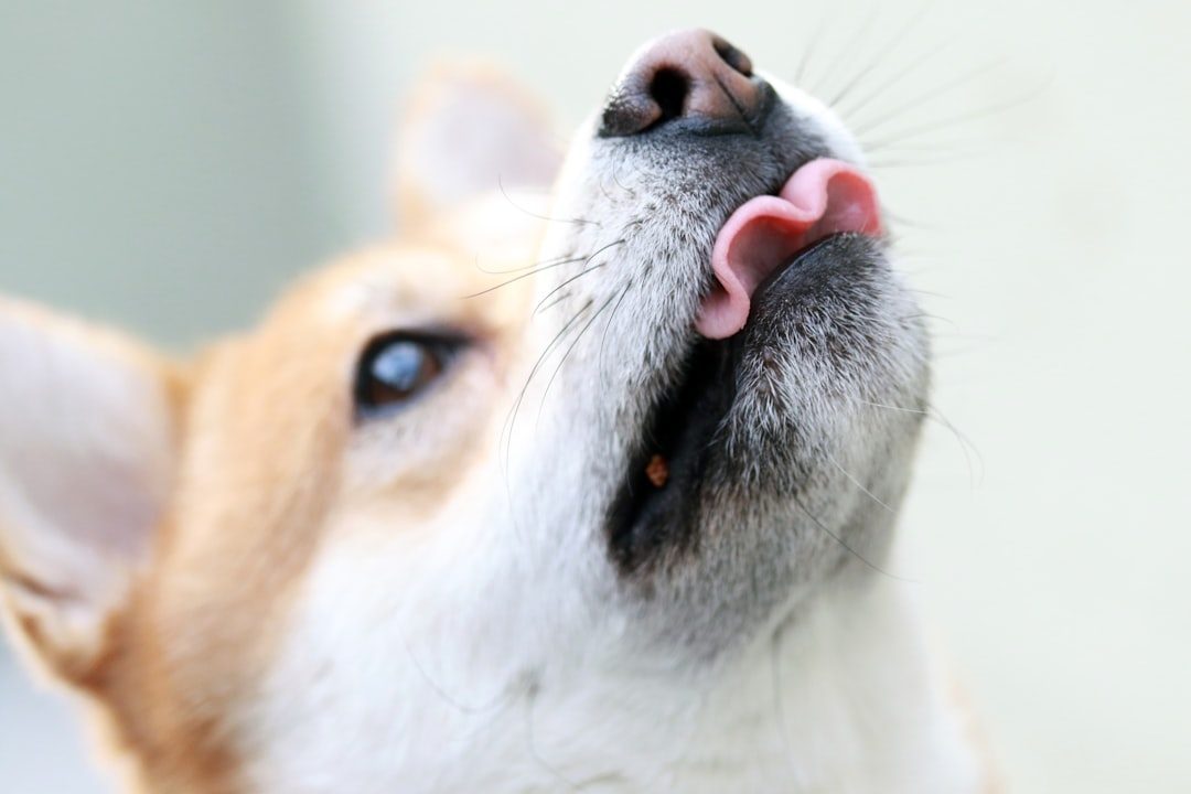 The Self-Soothing Mechanism: How Dogs Use Lip Smacking to Wind Down (Image Credits: Unsplash)