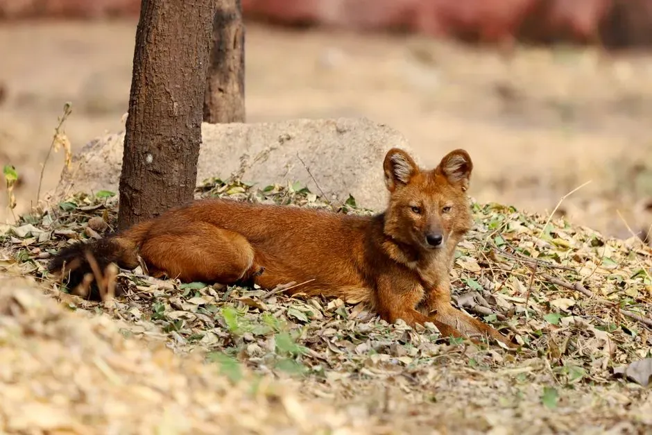 The Dhole: The Quiet Powerhouse (Image Credits: Pexels)
