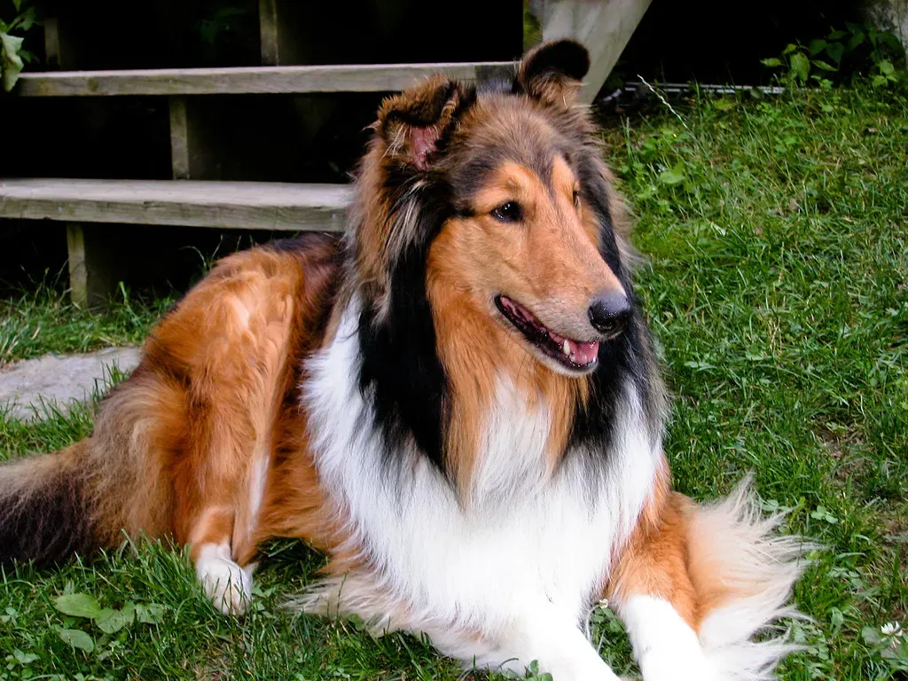 Collies: The Lassie Effect Is Real (Image Credits: Flickr)