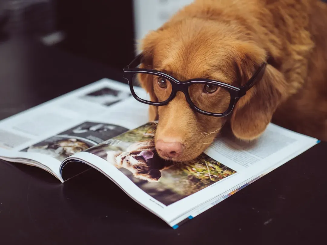 Conclusion: Your Dog’s Best Life Is Built in the Small Moments (Image Credits: Unsplash)
