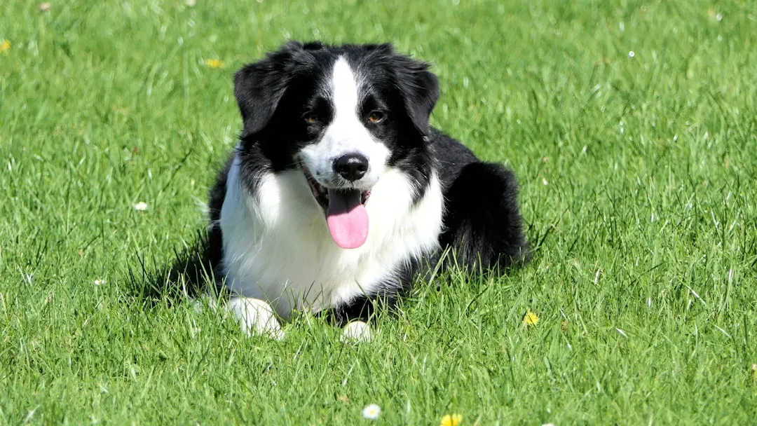 #7. Border Collie (Image Credits: Unsplash)