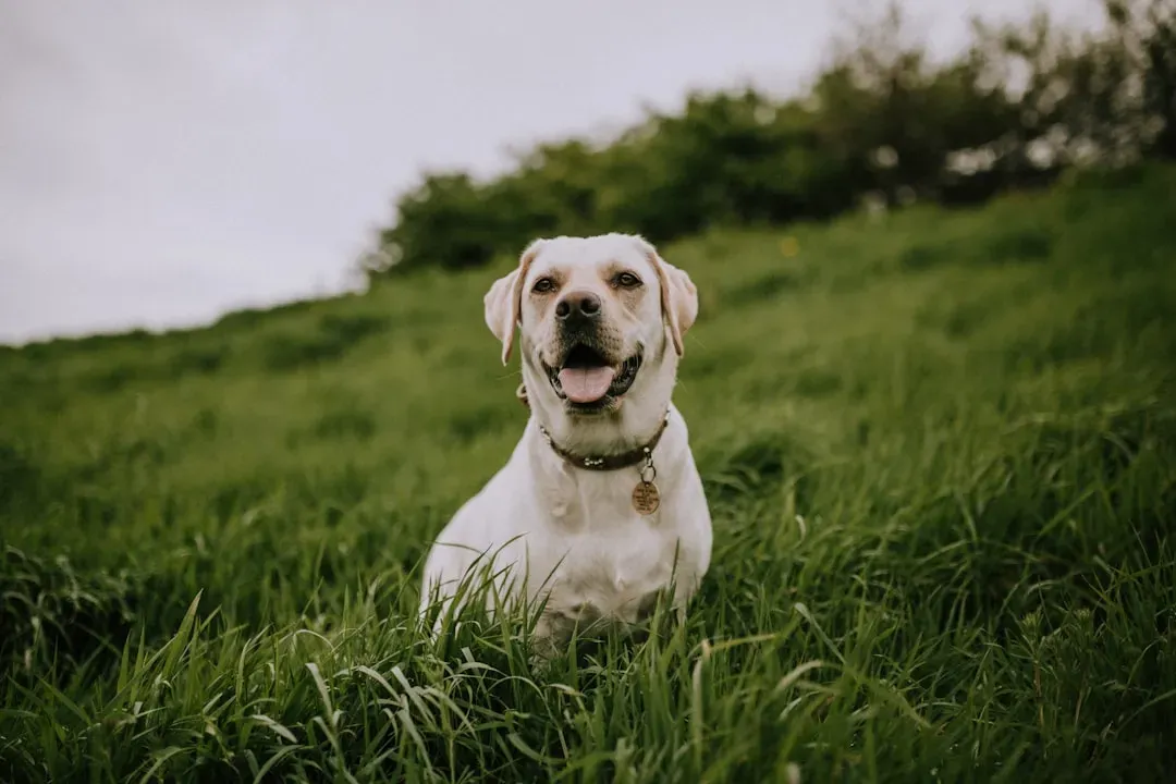 #3 Is Your Dog’s Food Really Balanced – Or Just Convenient? (Image Credits: Unsplash)