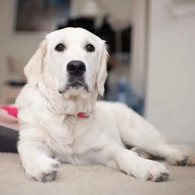 Honesty With Your Dog Builds a Healthier Dynamic (Alex Beattie, Flickr, CC BY 2.0)