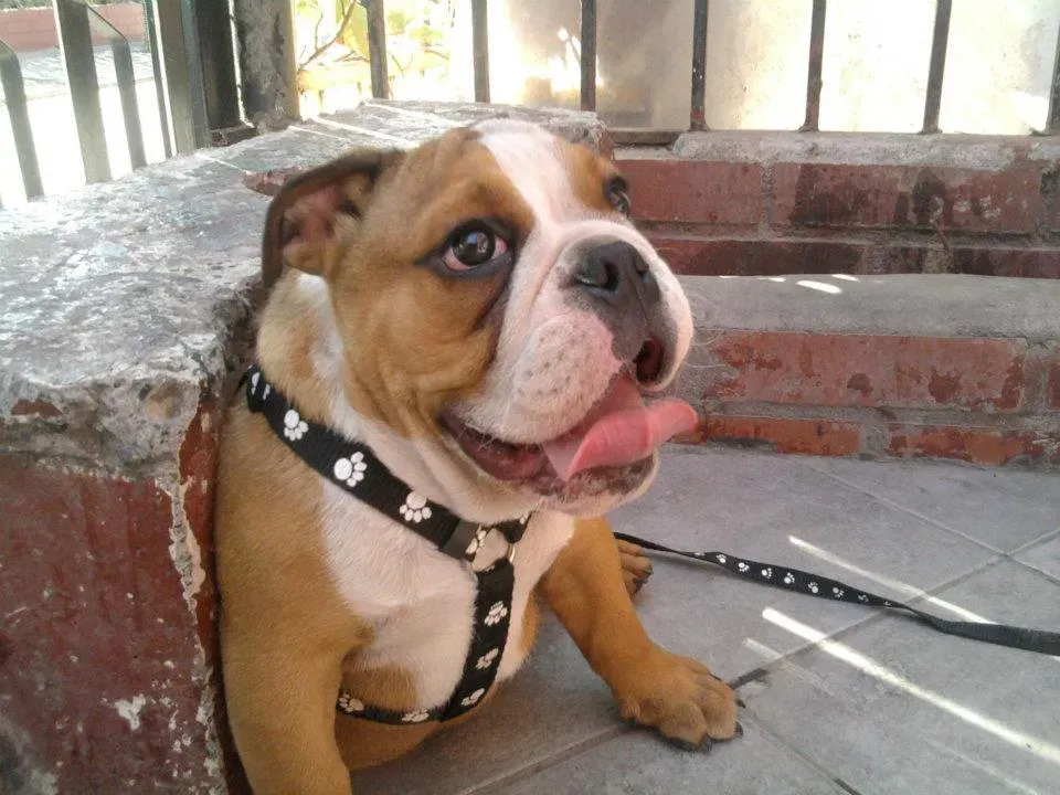 4. English Bulldog – Low Heat Tolerance and Breathing Challenges (By Matitoe, CC BY-SA 3.0)