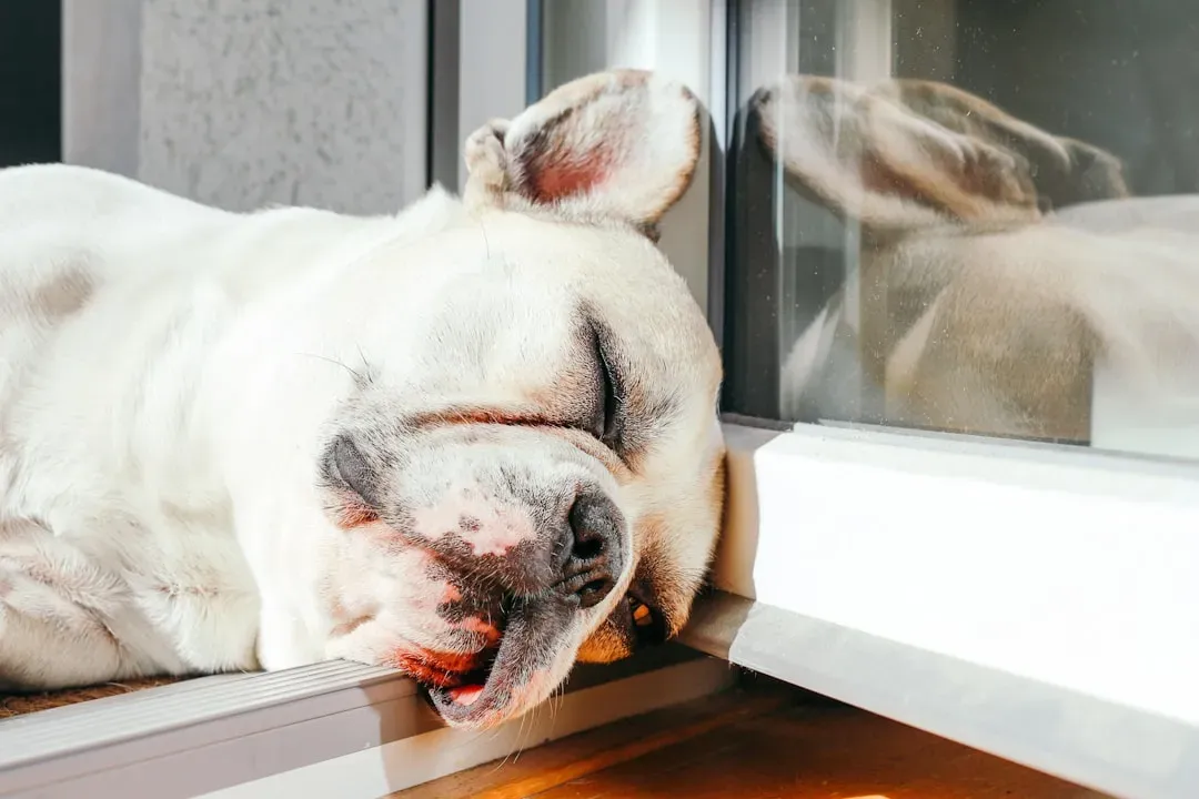 6. French Bulldog: The Snoring Cuddle Machine (Image Credits: Unsplash)