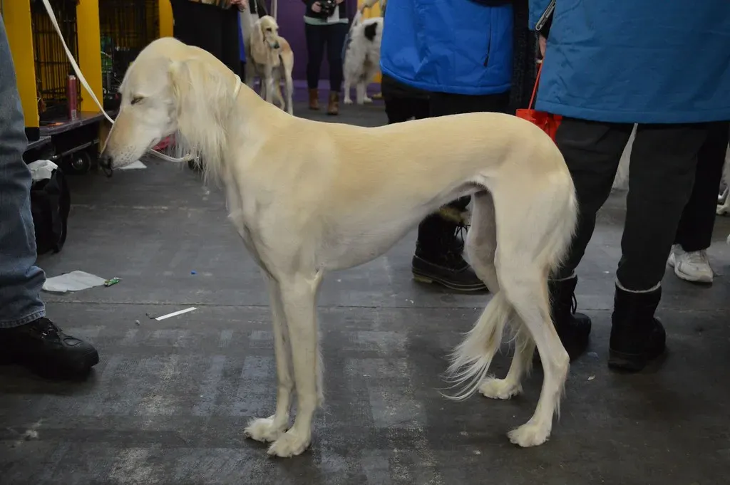 Gemini: Committing to Breeds That Need Consistency (Image Credits: Flickr)