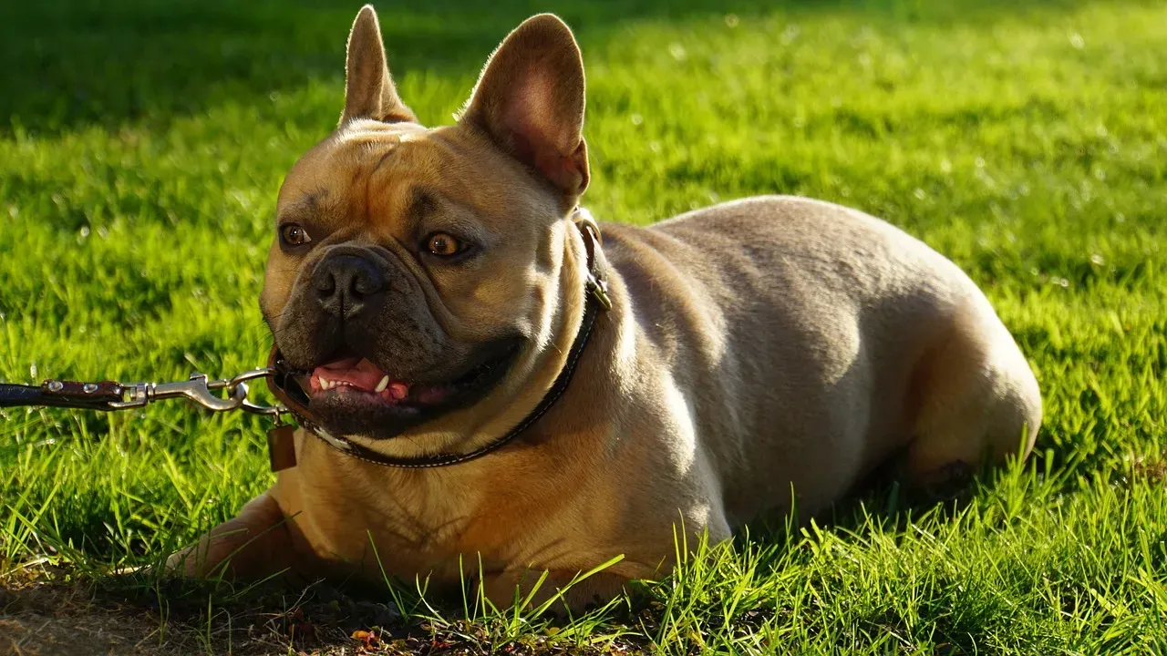 1. French Bulldog: New York's Undisputed Canine Crown Holder (Image Credits: Pixabay)