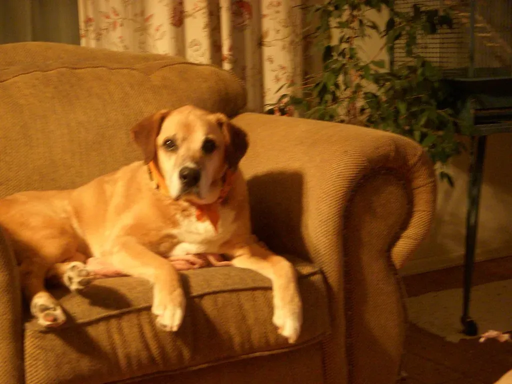 Senior Dogs Have Different Needs (daisyelaine, Flickr, CC BY 2.0)