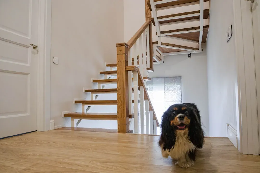 How You Can Help Your Dog Navigate the Stairs Safely Again (Image Credits: Unsplash)