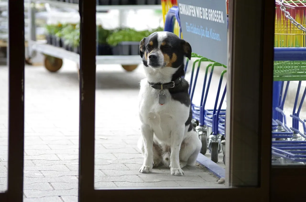 #2 - The Dog That Waits, Patiently, Without Being Told (Image Credits: Pixabay)